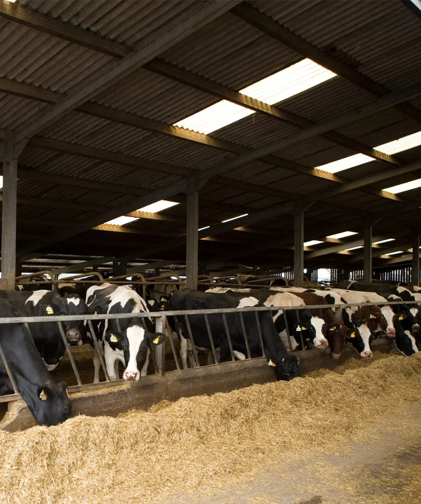 a factory farm of cows in put in rows.